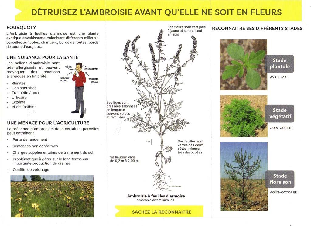 Flyer ambroisie 1