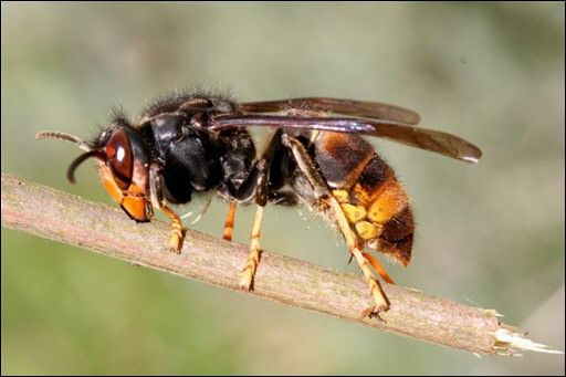 Vespa Velutina